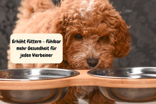 Warum höhenverstellbare Futternäpfe gesünder für Hunde und Katzen sind