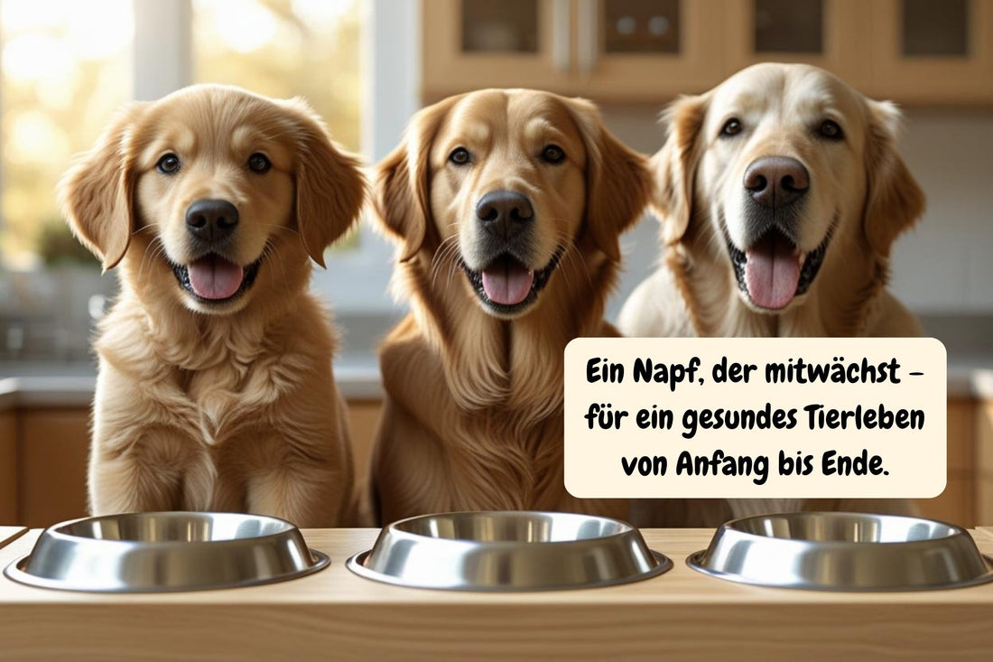 Mitwachsender Futternapf – perfekt für Welpen, Hunde & Katzen