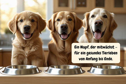 Mitwachsender Futternapf – perfekt für Welpen, Hunde & Katzen